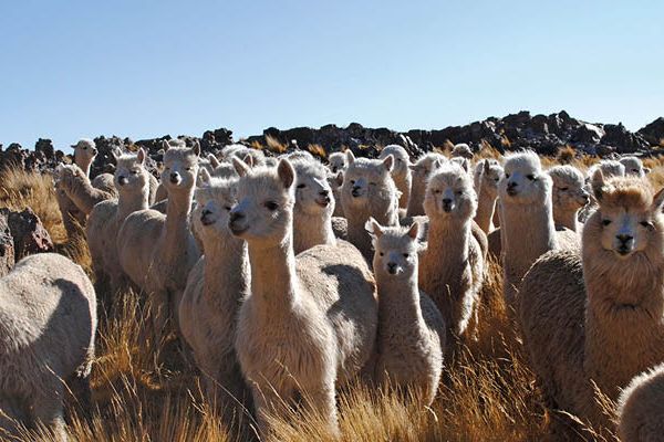 Więcej…ALPACA - LANGYARNS Sezon Jesień | Zima 2024 | 25